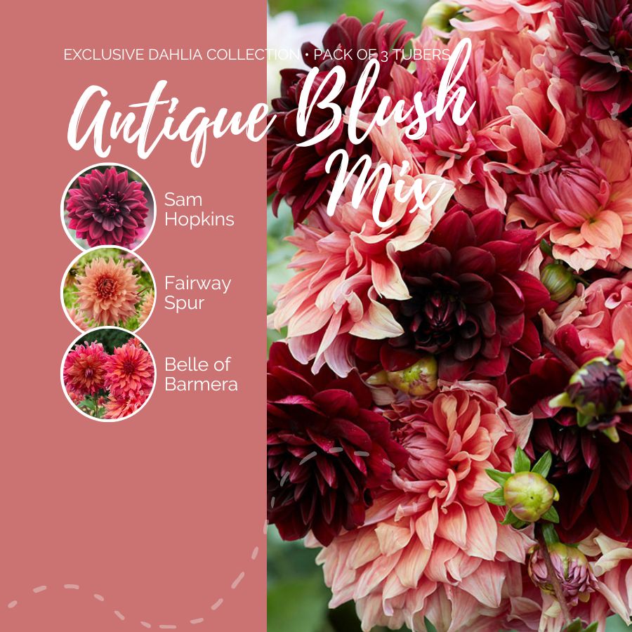 Dahlia Bulbs - Antique Blush Mix