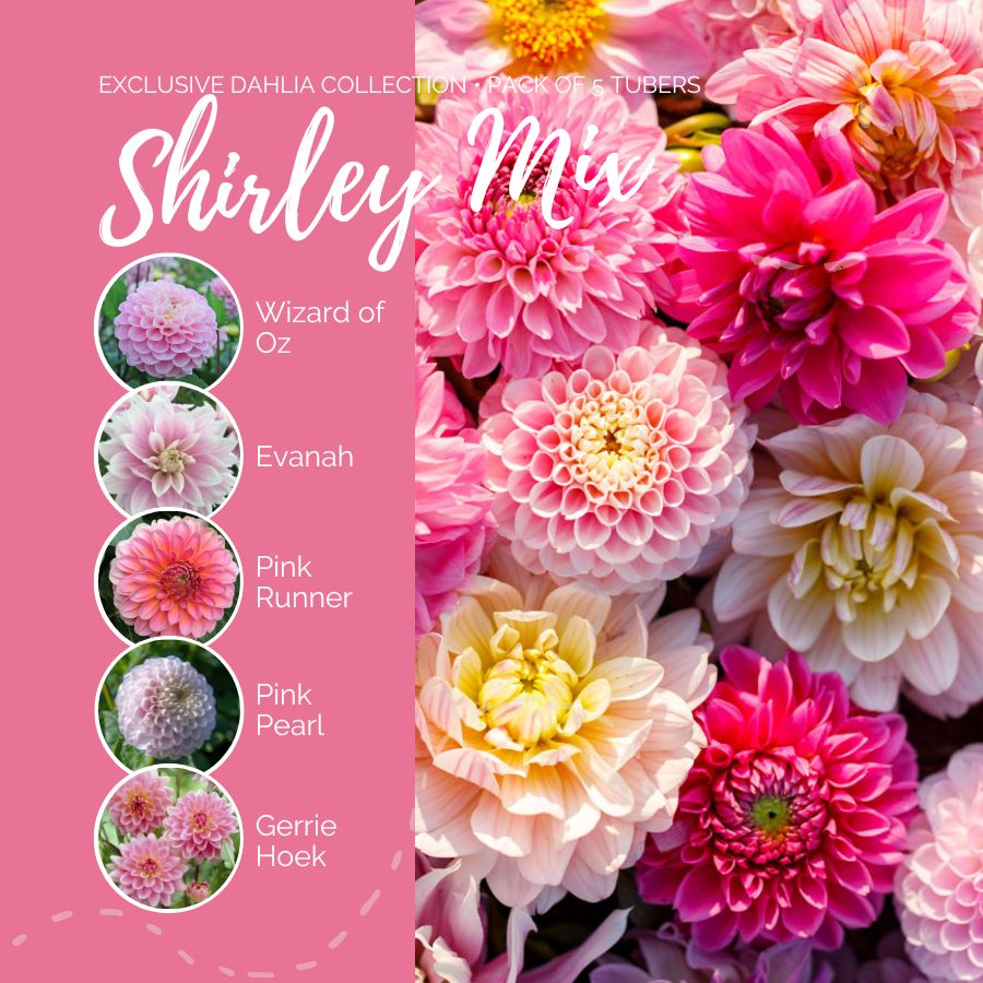 Dahlia Bulbs (Ball & Decorative) - Shirley Mix