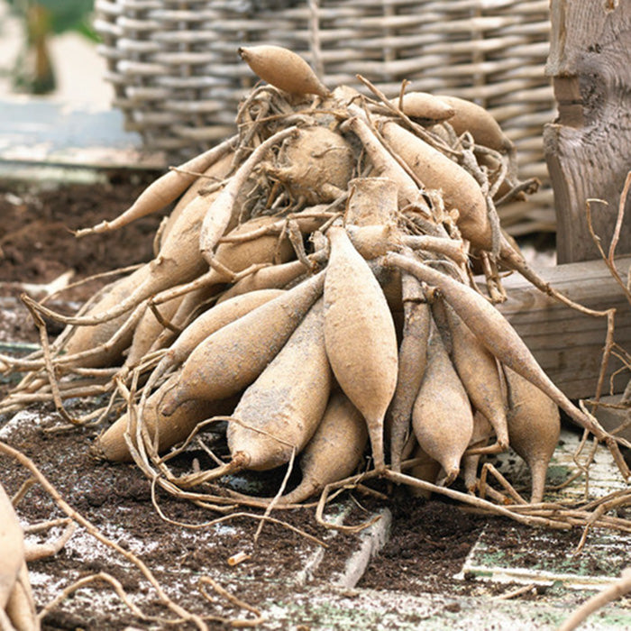 Dahlia Bulbs (Dinnerplate) - Cafe au Lait