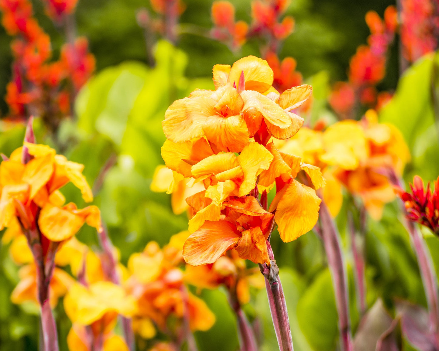 Canna 'Wyoming'