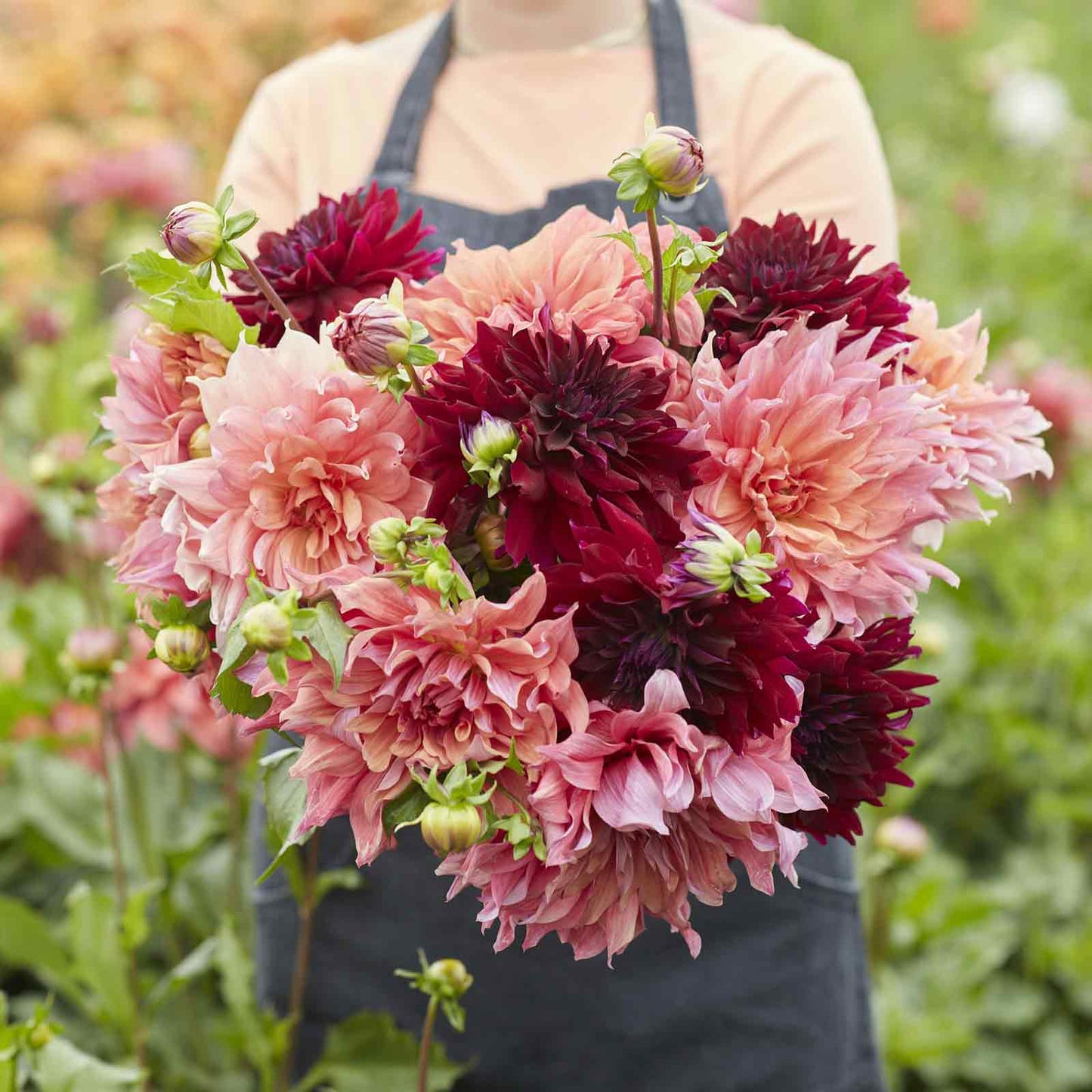 Dahlia Bulbs - Antique Blush Mix