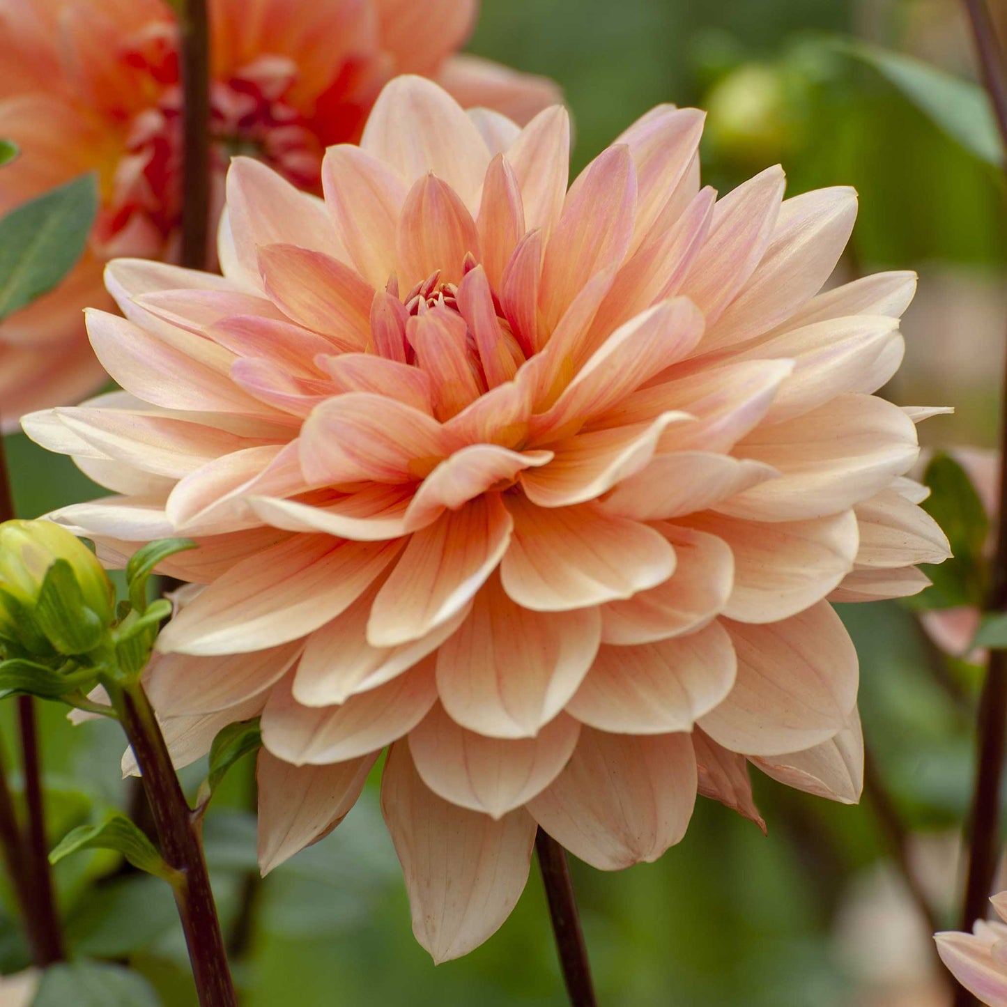 Dahlia Bulbs (Waterlily) - Apricot Desire