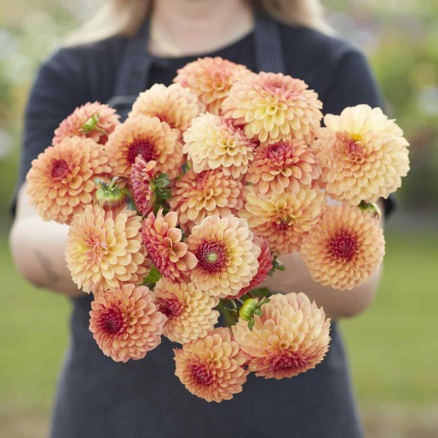 Dahlia Bulbs (Ball) - Bonanza