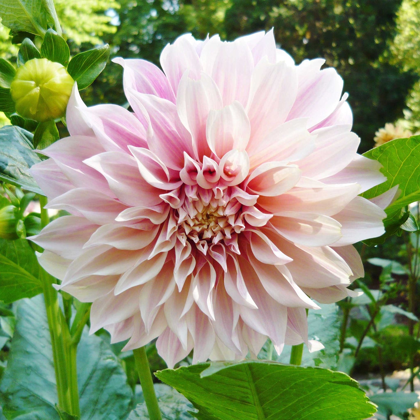 Dahlia Bulbs (Dinnerplate) - Cafe au Lait