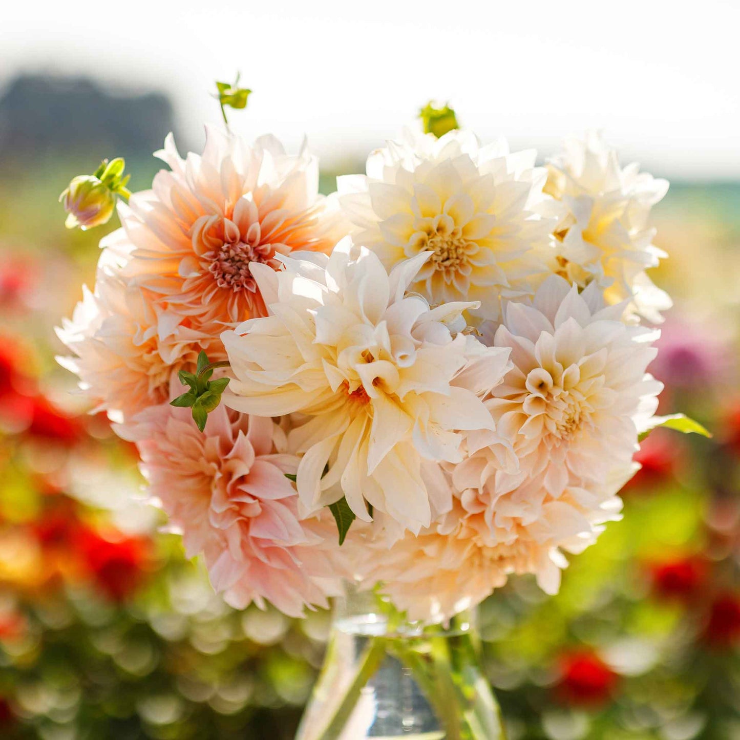 Dahlia Bulbs (Dinnerplate) - Cafe au Lait