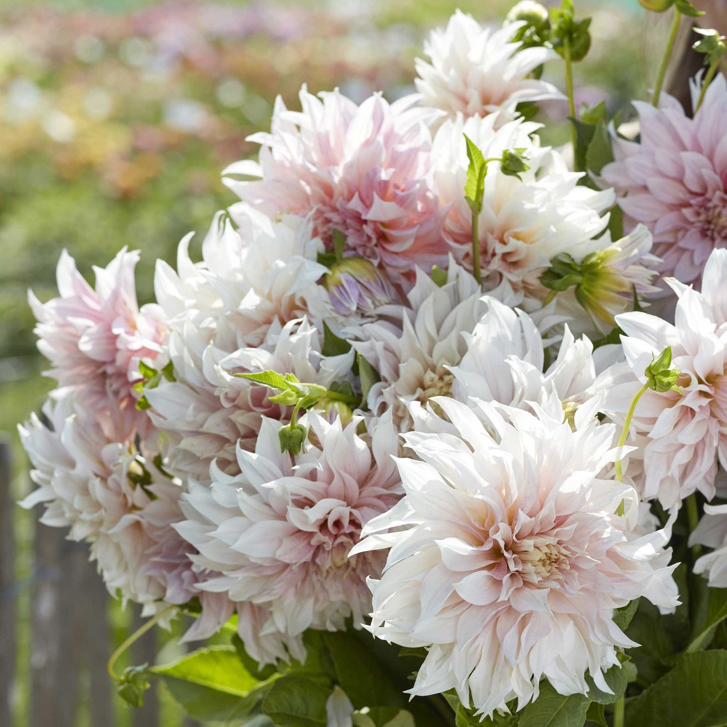 Dahlia Bulbs (Dinnerplate) - Cafe au Lait