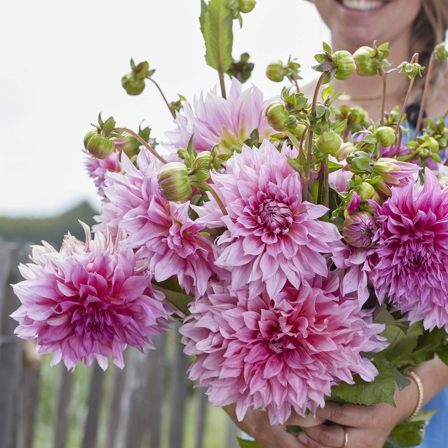 Dahlia Bulbs (Dinnerplate) - Cafe Au Lait Rose