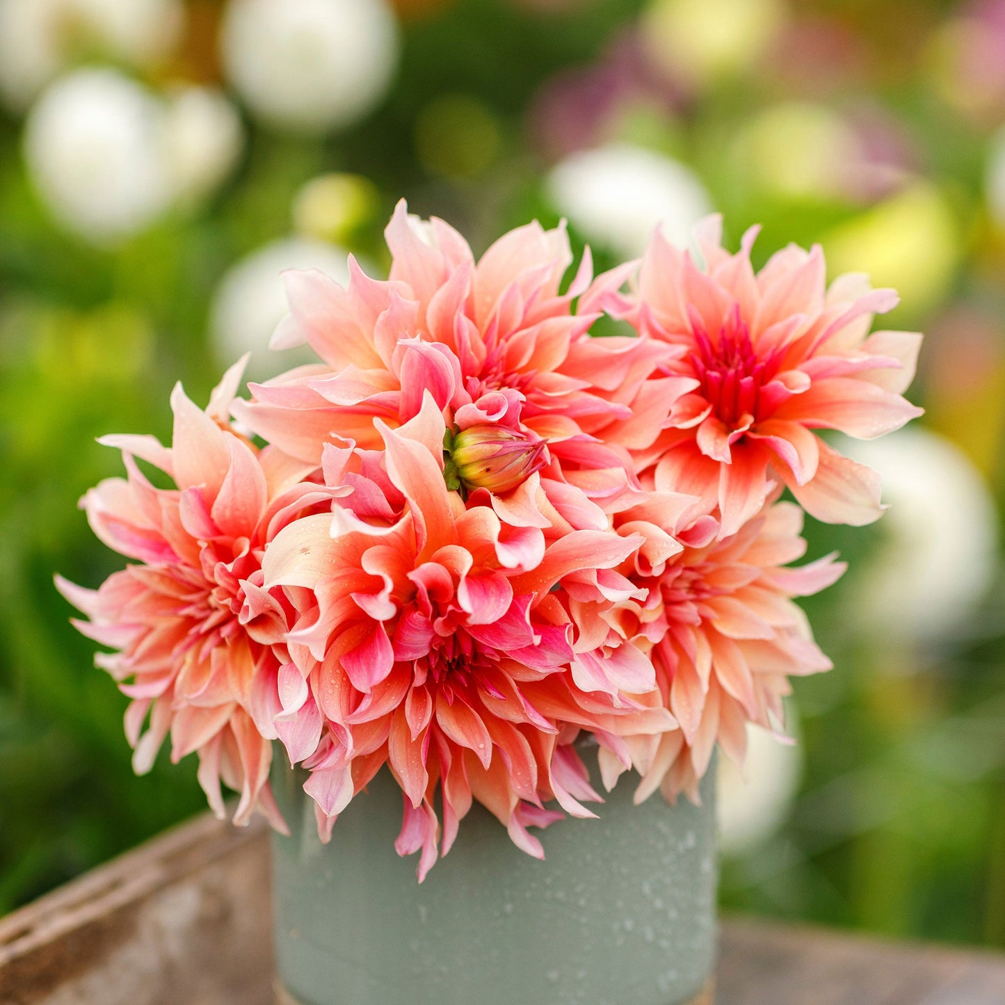 Dahlia Bulbs (Dinnerplate) - Labyrinth