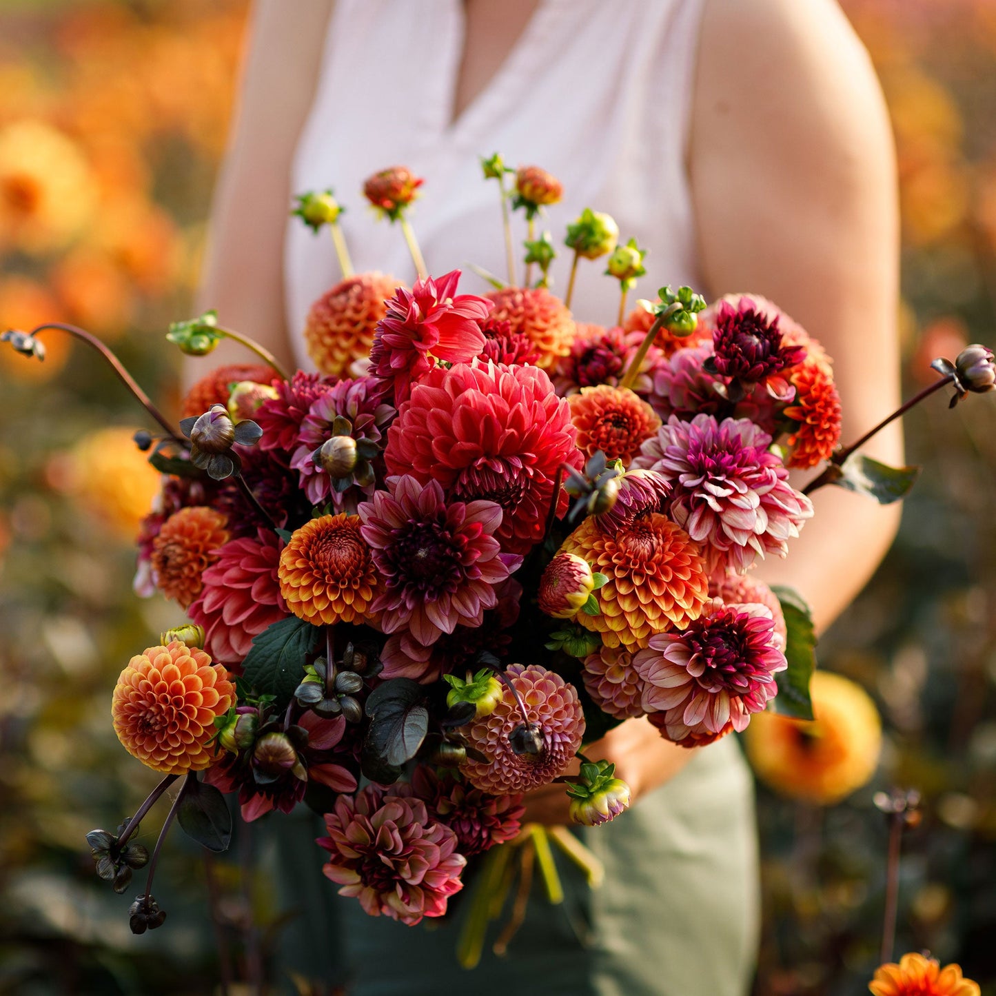 Dahlia Bulbs (Ball & Decorative) - Old Rose Mix