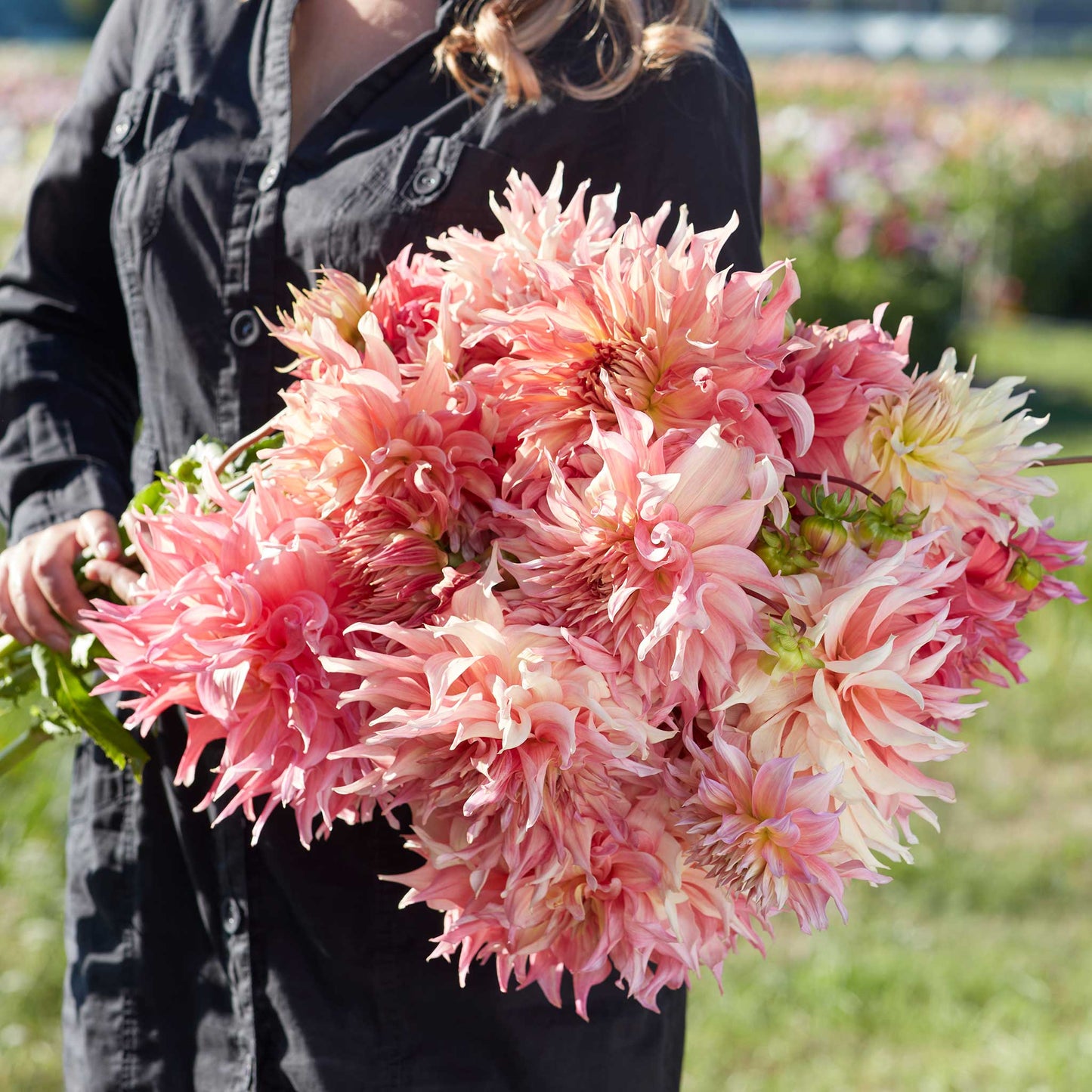 Dahlia Bulbs (Dinnerplate) - Penhill Watermelon