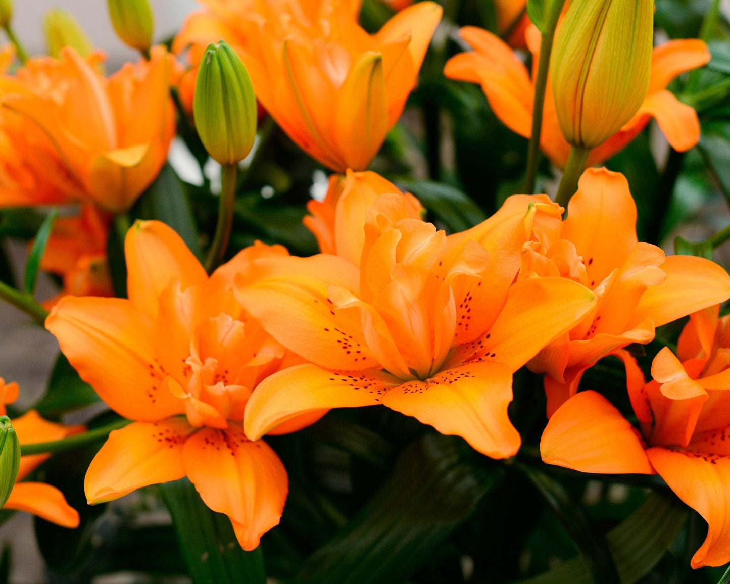 Lily 'Orange Twins'