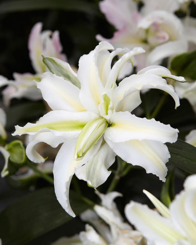 Lily 'Polar Star'