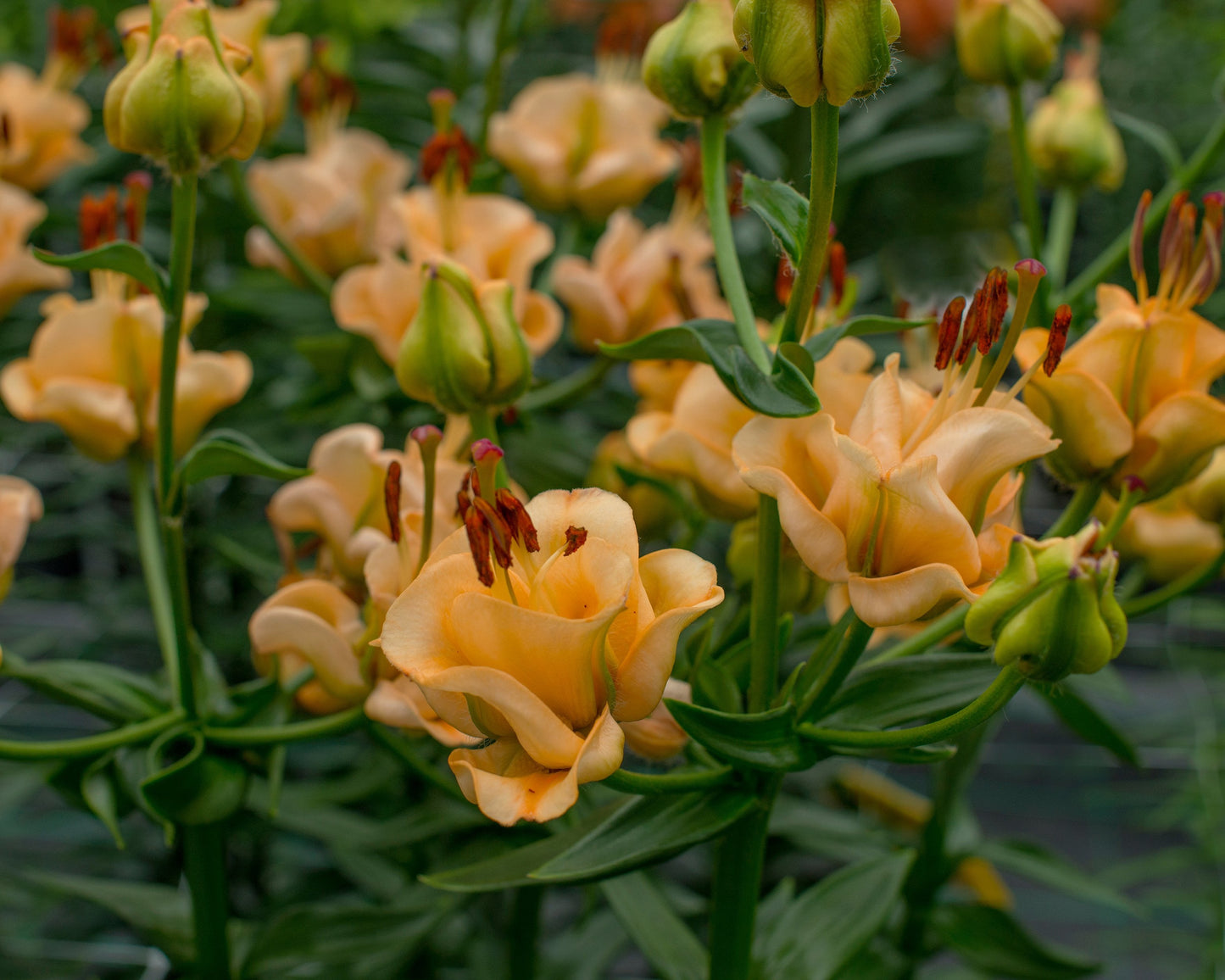 Lily 'Apricot Fudge'