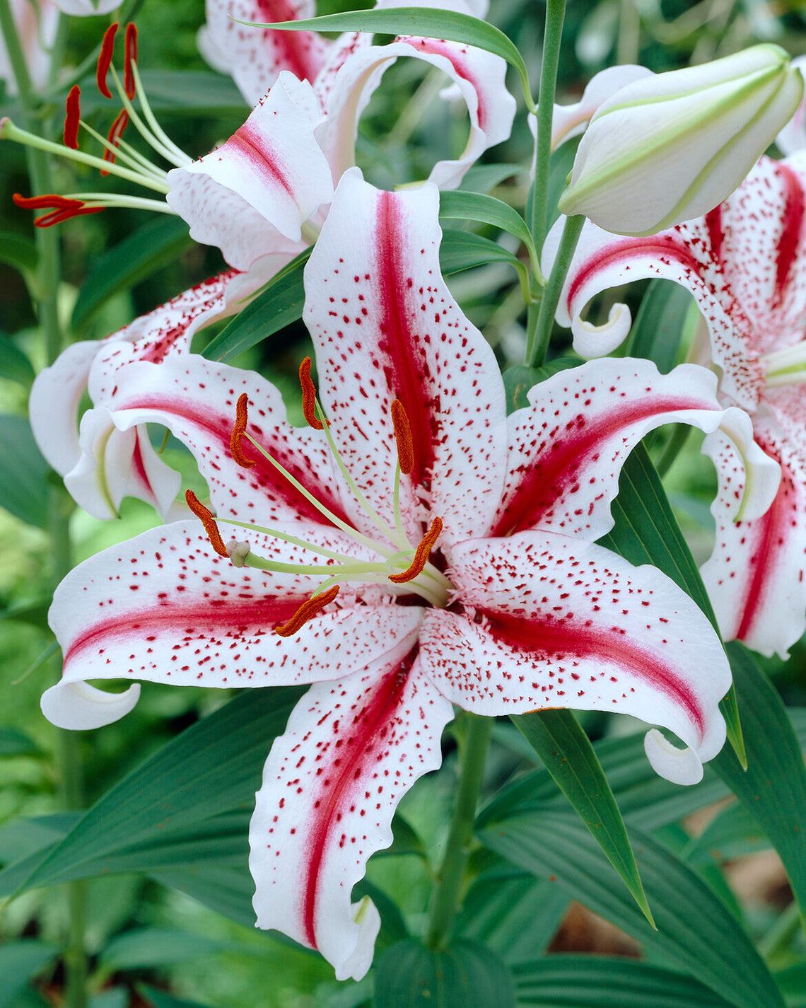 Lily 'Dizzy'