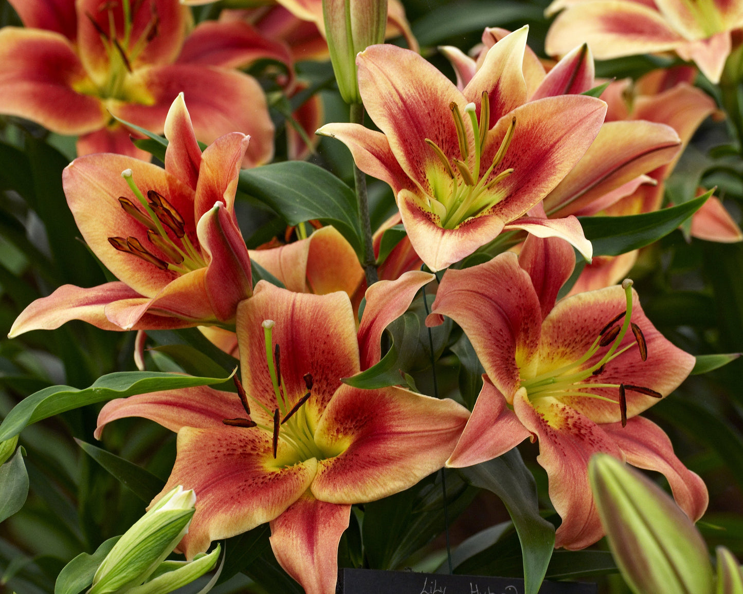 Lily 'Montego Bay'