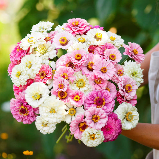 Zinnia Seeds - Isn't This Romantic Mix