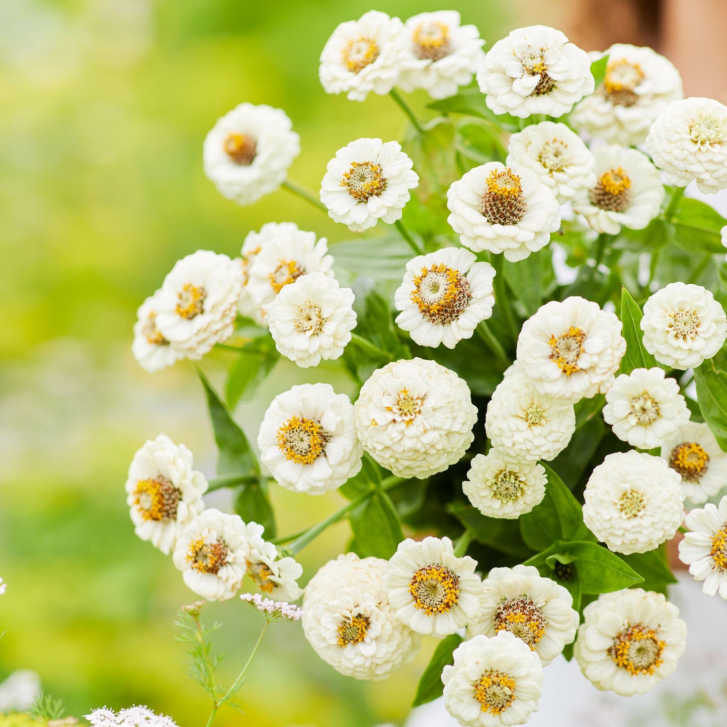 Zinnia Seeds - Lilliput White