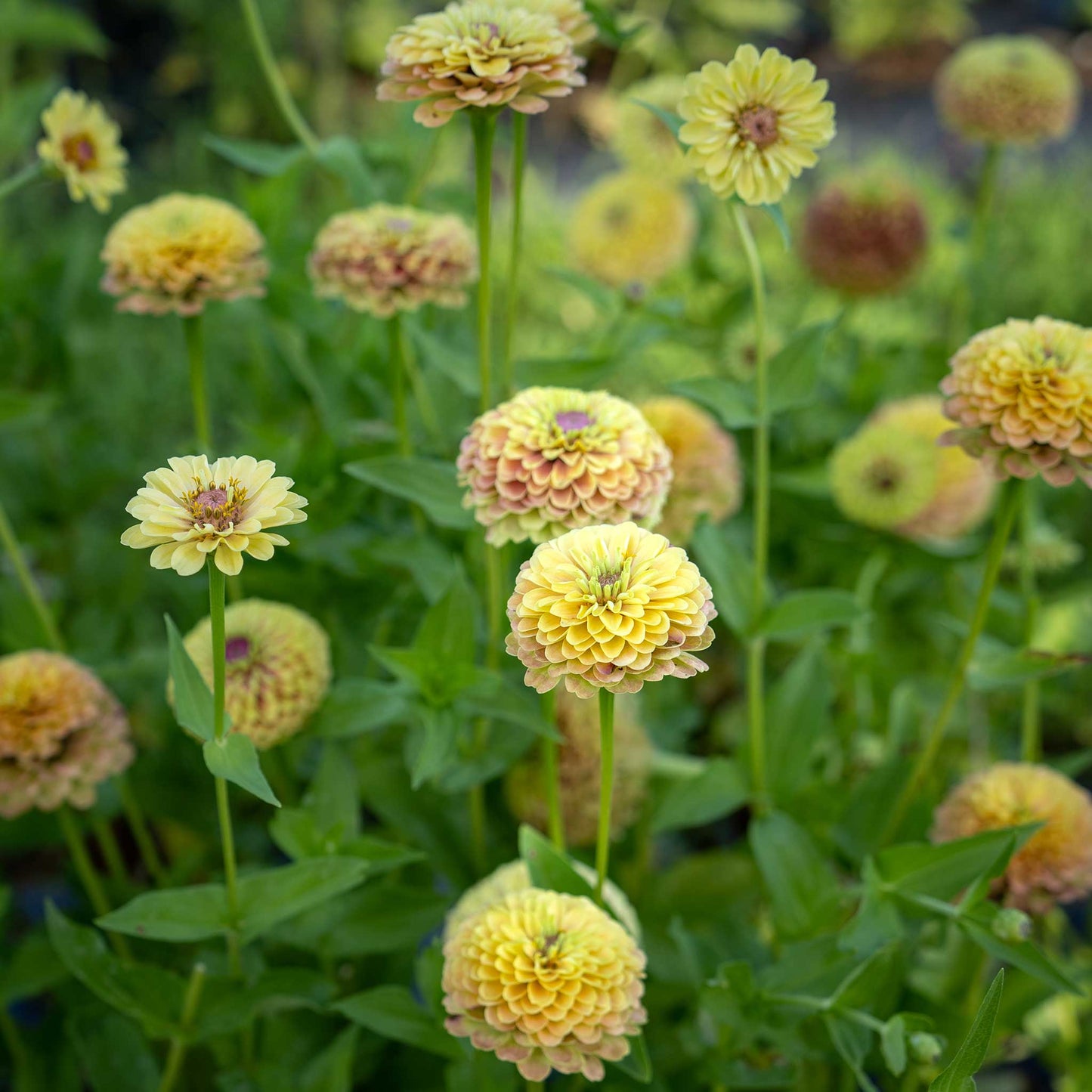 Zinnia Seeds - Queen Lime Blush