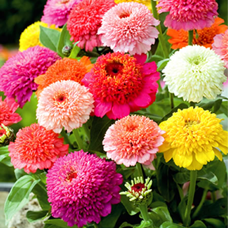 Zinnia Seeds - Scabiosa Flowered Mix