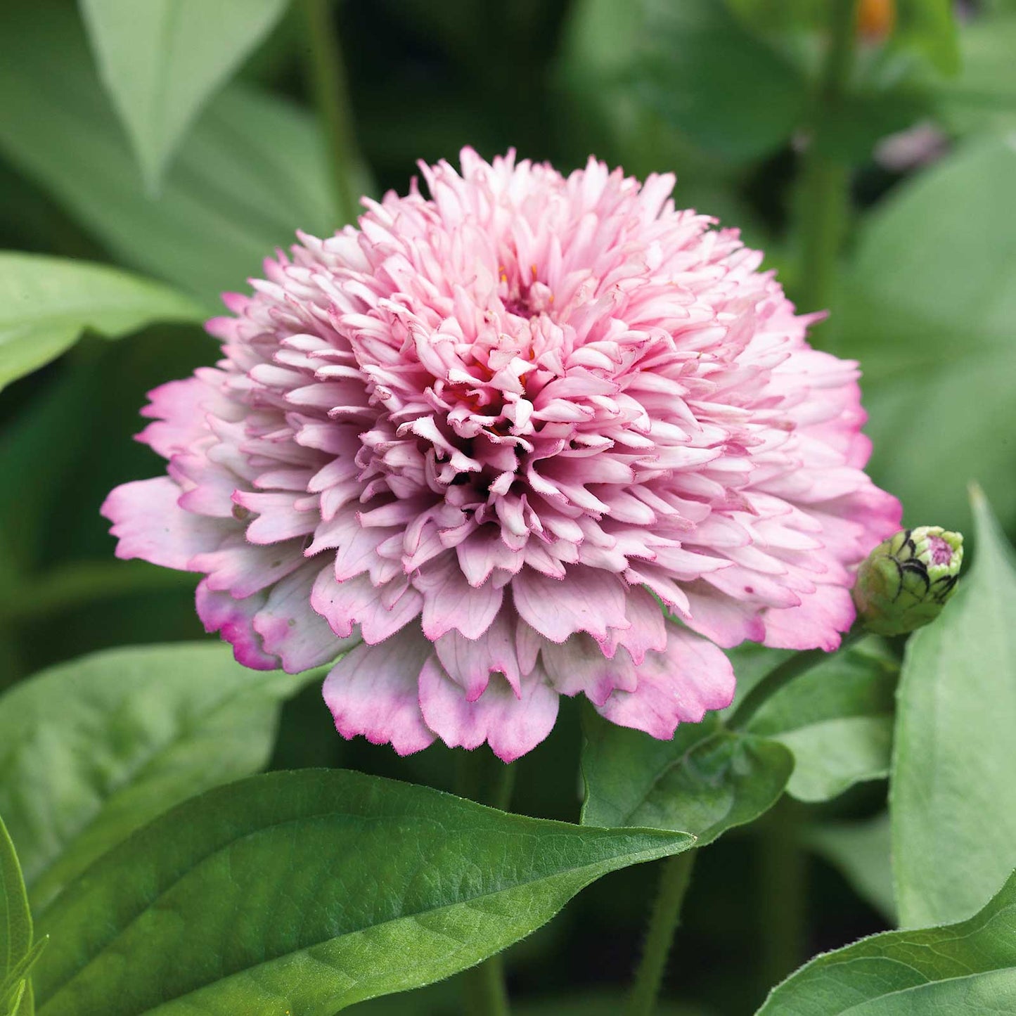 Zinnia Seeds - Zinderella Lilac