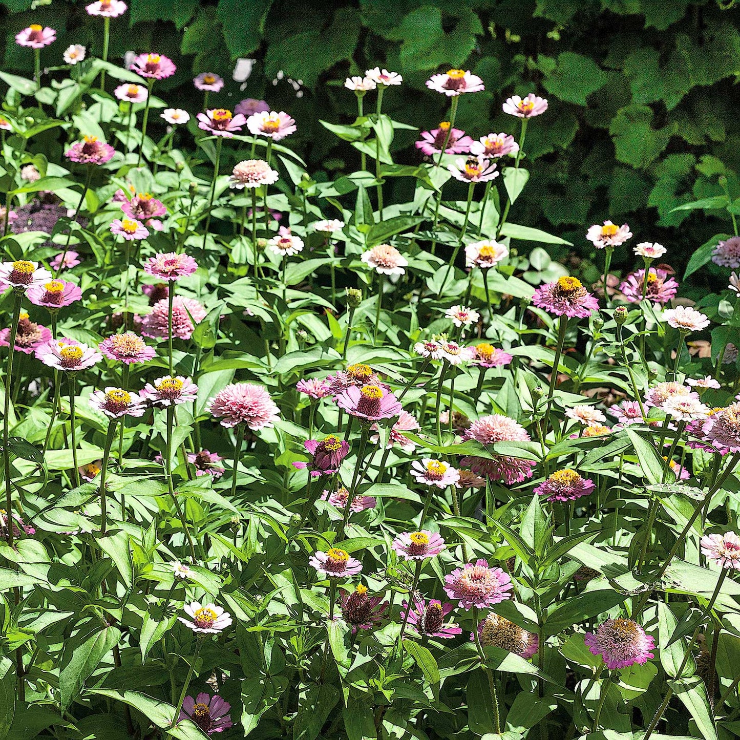 Zinnia Seeds - Zinderella Lilac